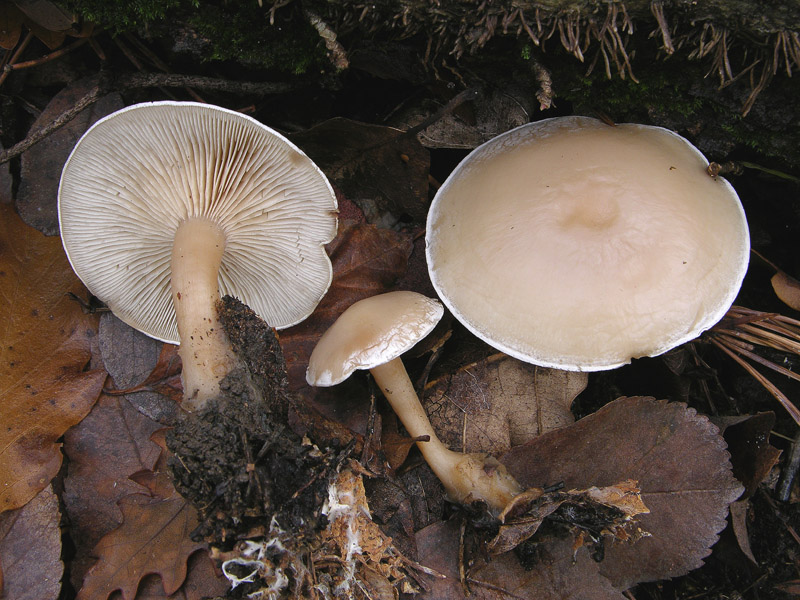 Clitocybe da determinare.